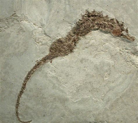 seahorse fossil for sale|seahorse range map.